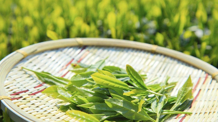 Tea Plant | Camellia Sinensis | Large Live Gallon Size Plants | Grow and Brew Your Own Black White Green and Oolong Tea