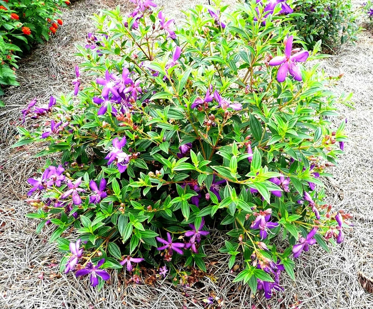 Tibouchina Dwarf Princess Flower I Live Plants I Lepidotal Compact Size, Eye|Catching Purple Blooms, Heat|Tolerant, Ideal for Small Gardens and Containers