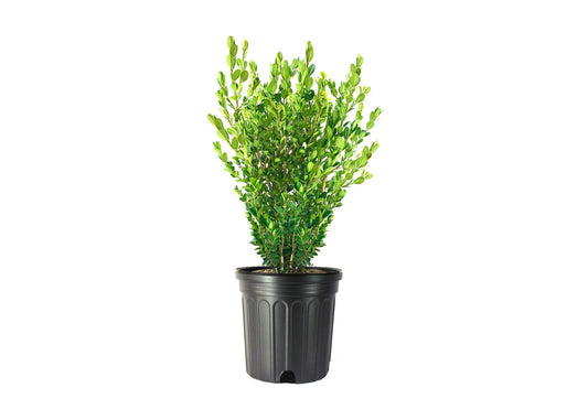 Wintergreen Boxwood | Extra Large 3 Gallon Plant | Dense, Evergreen Shrub, Ideal for Decorative Hedges, Topiary Art & Landscape Borders, Cold Hardy & Drought Tolerant
