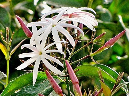 Star Jasmine | Live Plants | Jasminum Nitidum | Fragrant Blooming Evergreen Vine