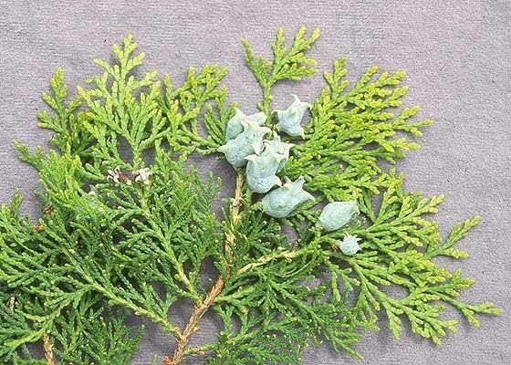 Blue Cone Arborvitae | Live Gallon Size Plants | Vibrant Blue|Green Foliage for Landscaping, Hedges, and Privacy Screens, Drought and Deer Tolerant