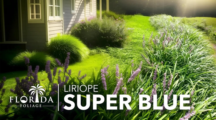 Super Blue Liriope Plants | Live 4 Inch Pots | Liriope Muscari | Ground Cover | Full Sun or Shade Tolerant