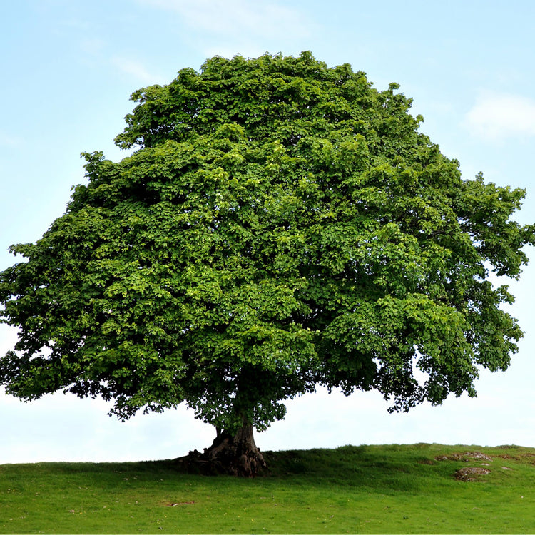 American Sycamore Tree | Live Plants | Platanus Occidentalis | Hardy, Fast|Growing, Shade Provider | Perfect for Landscaping and Outdoor Decor