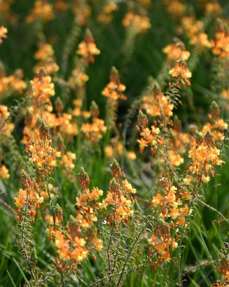 Bulbine Frutescens Hallmark Orange | Live Plants | Butterfly Attracting Flowering Groundcover