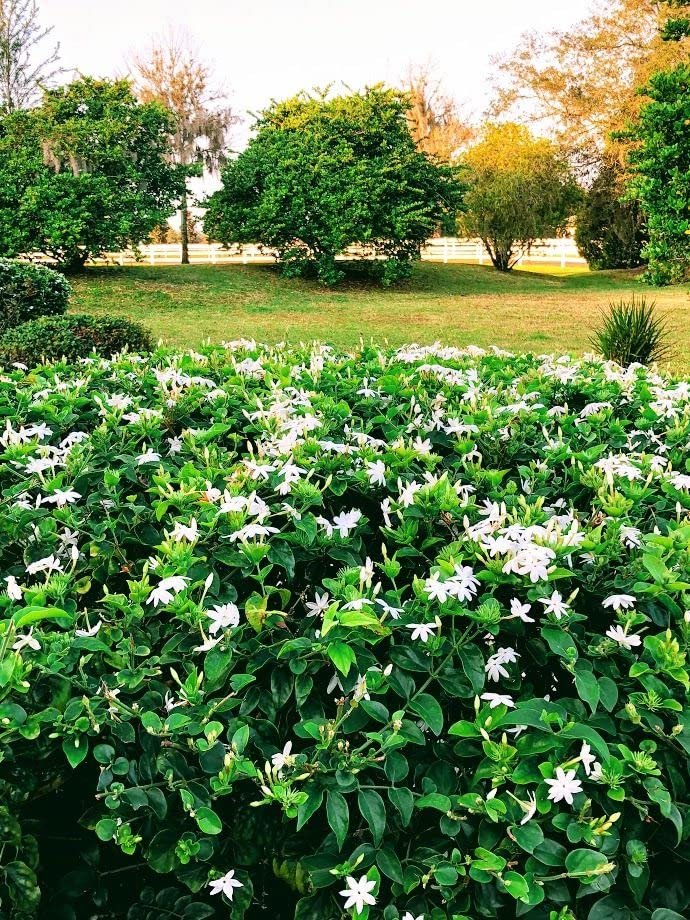Downy Jasmine | Live Plants | Jasminum Multiflorum | Beautiful Blooming Vine|Like Shrub