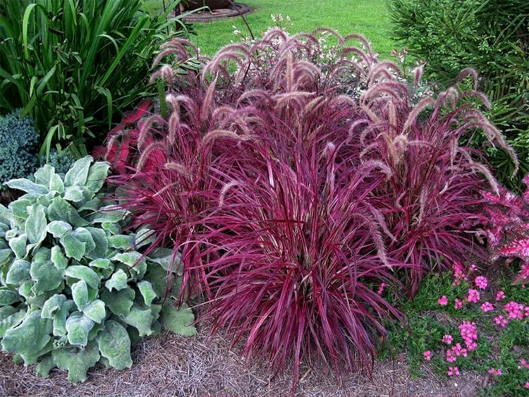 Red Fountain Grass | Extra Large 3 Gallon Plant | Pennisetum Setaceum Rubrum | Vibrant Landscape Feature | Striking Color Contrast | Full Sun Perennial Ornamental Grass