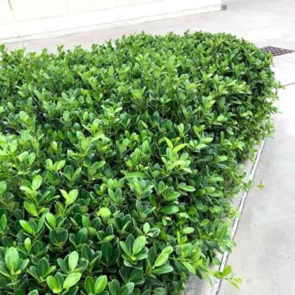 Green Island Ficus | Live Plants | Ficus Microcarpa | Lush Indoor/Outdoor Ornamental Plant | Easy Care & Fast Growing | Perfect for Home, Garden, & Office Decor