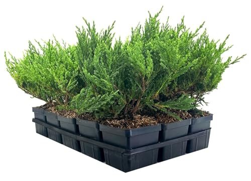 Juniper Andorra Compacta | Live 4 Inch Pot | Juniperus horizontalis ëAndorra Compactaí | Low|Growing Evergreen Ground Cover | Drought|Tolerant Landscaping Plants