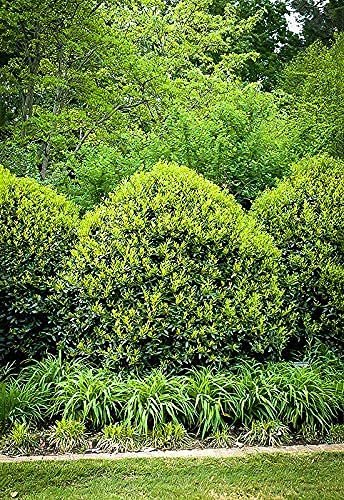 Needlepoint Chinese Holly | Ilex Cornuta | Live Quart Size Plant | Low Maintenance Screening Evergreen Hedge