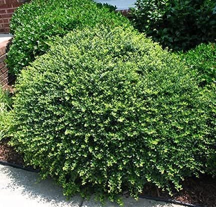 Ilex Compacta Crenata Japanese Holly | Live Plants | Low Maintenance Evergreen Foundation Shrub