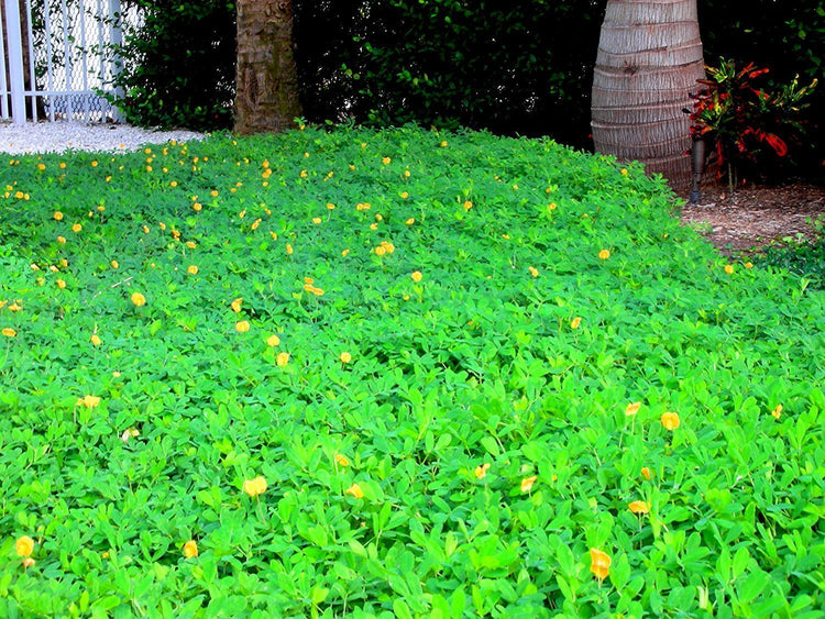 Ornamental Peanut Grass | 20 Live Fully Rooted Plants | Arachis Glabrata