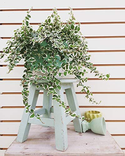 Variegated Creeping Fig Vine | Ficus Pumila Variegata | Live Fully Rooted 2 Inch Plants | Climbing Ivy
