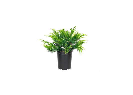 Monna Juniper Sierra Spreader | Live Gallon Size Plants | Juniperus Chinensis | Evergreen Cold Hardy Drought Tolerant Groundcover