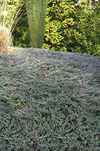 Juniper Bar Harbor | Live Gallon Size Plants | Juniperus Horizontalis | Drought Tolerant Cold Hardy Evergreen Groundcover