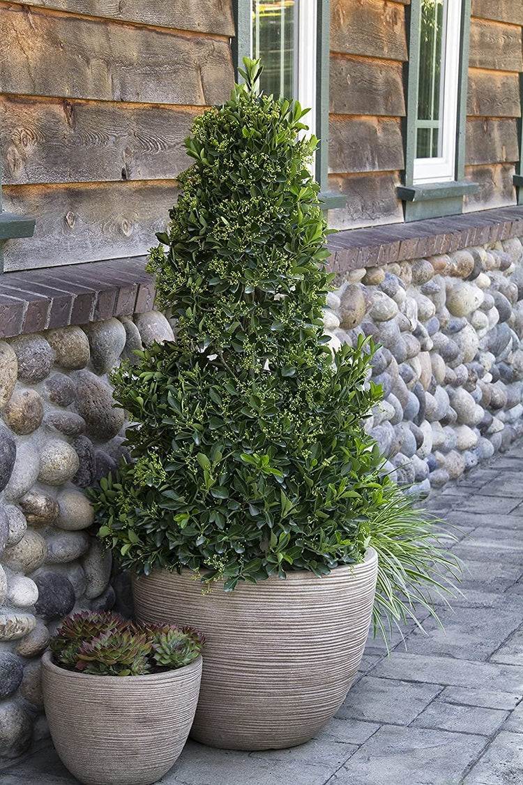 Ligustrum Waxleaf Privet | Live Quart Size Plants | Blooming Evergreen Privacy Hedge