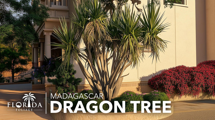 Madagascar Dragon Tree | Extra Large 3 Gallon Tree | Large Beautiful Florist Quality House Plant | Air Purifying Exotic Indoor Plant | Perfect for Home and Office Decor