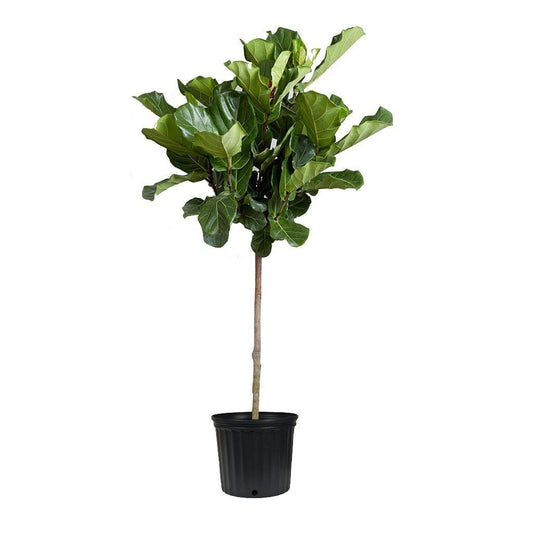 Fiddle Leaf Fig Live Tree | Extra Large 3 Gallon Tree | Ficus Lyrata | Beautiful Florist Quality Indoor Houseplant | Perfect for Home and Office Decor