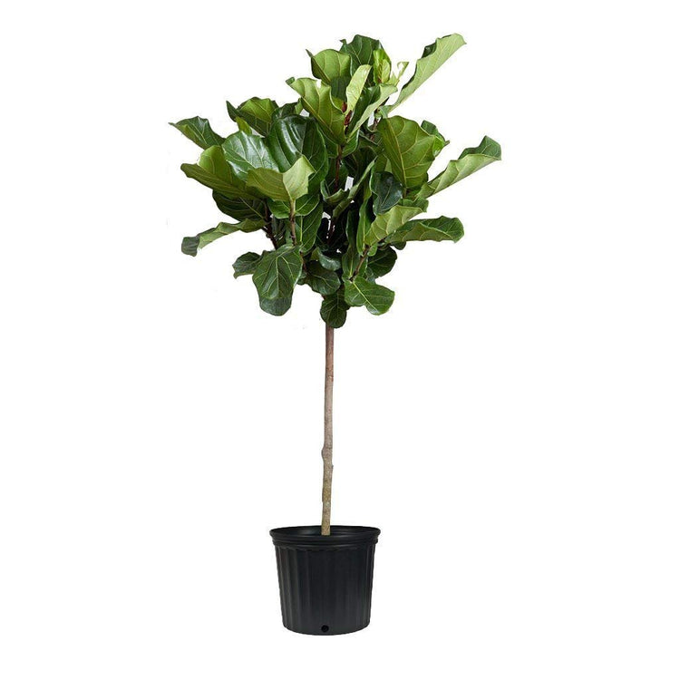 Fiddle Leaf Fig Live Tree | Extra Large 3 Gallon Tree | Ficus Lyrata | Beautiful Florist Quality Indoor Houseplant | Perfect for Home and Office Decor