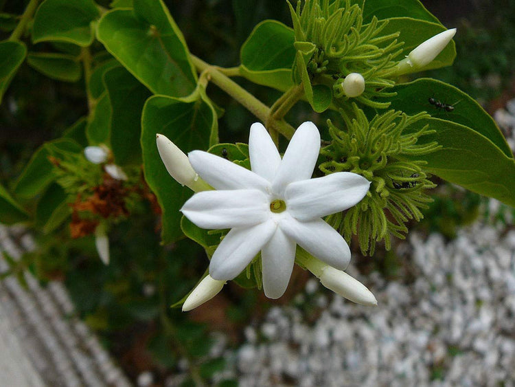 Downy Jasmine | Live Plants | Jasminum Multiflorum | Beautiful Blooming Vine|Like Shrub