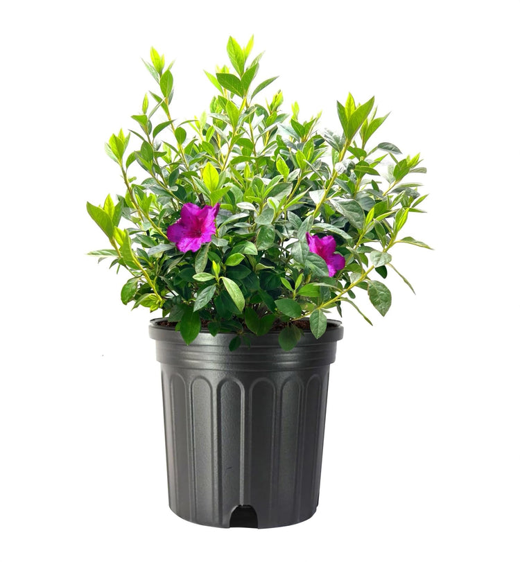 Azalea Purple Formosa | Extra Large 3 Gallon Plant | Vibrant & Lush, Large Purple Blooms, Hardy & Adaptable Shrub for Landscapes, Gardens, or Containers, Low|Maintenance