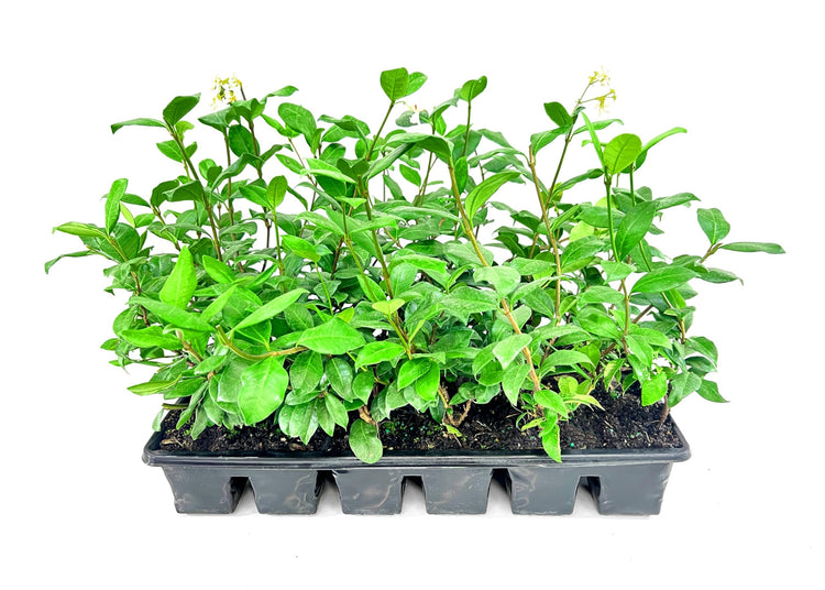 Confederate Jasmine Plants | Live 4 Inch Pots | Trachelospermum Jasminoides | Flowering Vine | Outdoor Garden