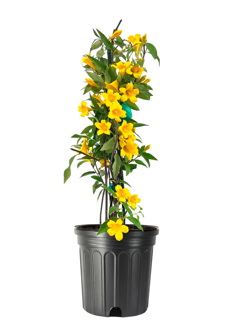 Carolina Jasmine | Large Gallon Size Plants | Gelsemium sempervirens | Evergreen Climbing Vine | Yellow Flowering Landscape Plants
