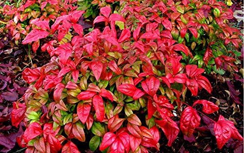 Firepower Heavenly Bamboo | 50 Live Plants | Nandina Domestica