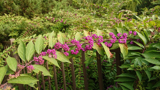American Beautyberry | Live Plants | Callicarpa Americana | Bird Attracting Beautiful Berries and Foliage