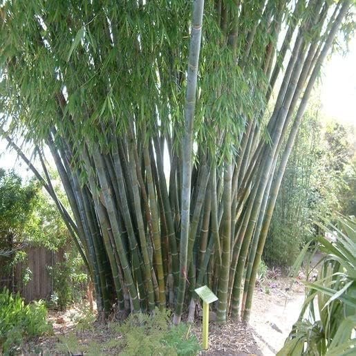 Oldhamii Bamboo | Live Plant | Bambusa Oldhamii | Privacy Screen Bamboo | Fast|Growing Garden Foliage | Tall Decorative Landscape Specimen