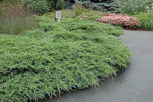 Seaspray Juniper | Extra Large 3 Gallon Plant | Elegant & Hardy Evergreen Shrub, Ideal for Ground Cover, Landscaping, Topiaries & Bonsai, Vibrant, Low|Maintenance & Drought|Resistant