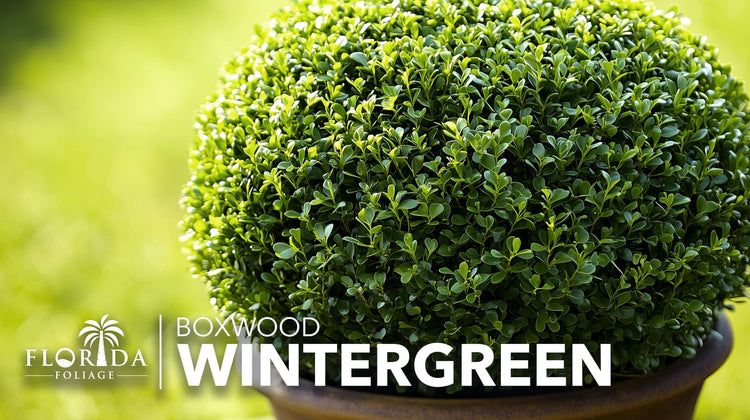 Winter Green Korean Boxwood | Live Plants | Buxus Microphylla | Fast Growing Cold Hardy Formal Evergreen Shrub