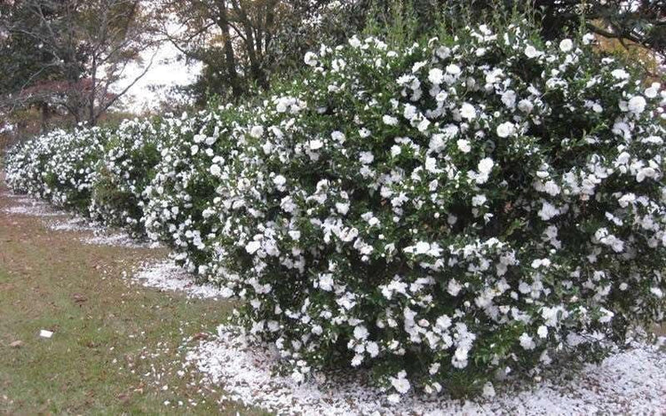 Camellia Sasanqua Mine|No|Yuki I Extra Large 3 Gallon Plant I White Flowering Snow|White Blooms, Live Plant for Gardens & Landscapes, Winter Blooming Elegance for Year|Round Greenery