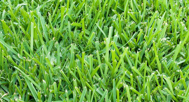 St. Augustine 'Floratam' Inch Sod Plugs | 36 Extra Large Live Plugs | Drought, Salt and Shade Tolerant Turf Grass