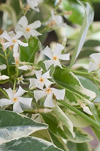 Confederate Jasmine Variegated | Live Plants | Trachelospermum Jasminoides Variegatum | Fragrant Blooming Evergreen Vine