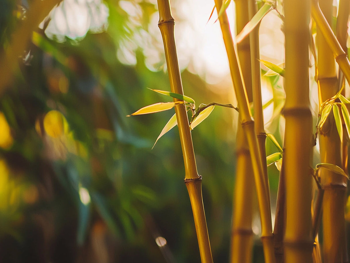 Bamboo