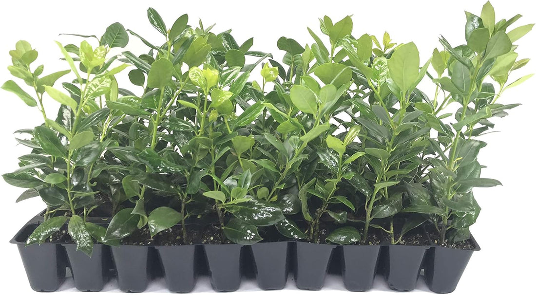 Nellie Holly | 100 Live Plants | Ilex Nellie R. Stevens | Screening Privacy Hedge, Evergreen Shrub, Fast Growing, Dense Foliage, Year-Round Interest, Low Maintenance, Ornamental Berries