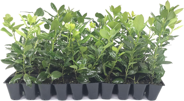 Nellie Holly | 100 Live Plants | Ilex Nellie R. Stevens | Screening Privacy Hedge, Evergreen Shrub, Fast Growing, Dense Foliage, Year-Round Interest, Low Maintenance, Ornamental Berries