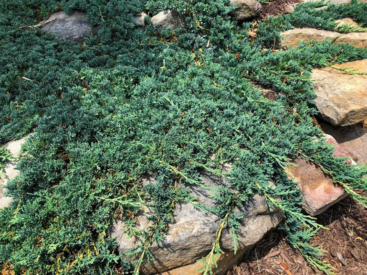 Blue Rug Juniper Wiltonii | 250 Live Plants | Juniperus Horizontalis | Creeping Ground Cover, Low Maintenance Shrub, Drought Tolerant, Evergreen Foliage, Fast Growing, Erosion Control