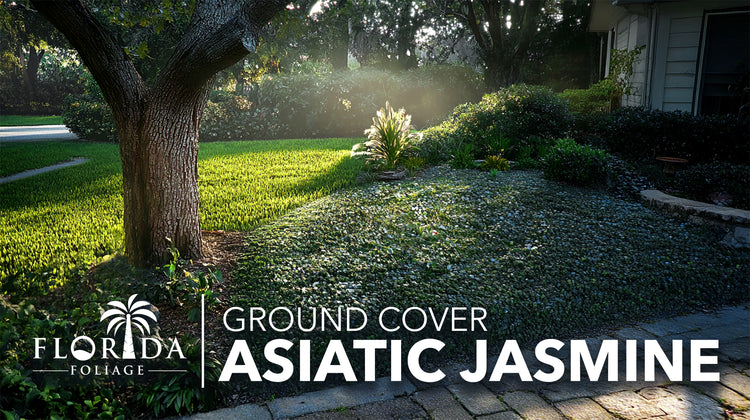 Asiatic Jasmine Minima | 1436 Live Plants | Trachelospermum Asiaticum | Ground Cover, Fast Growing, Low Maintenance Evergreen, Cold Hardy, Drought Tolerant, Dense Growth, Landscaping