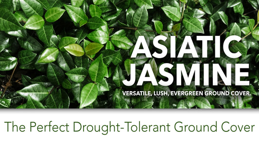 Asiatic Jasmine Minima | 1436 Live Plants | Trachelospermum Asiaticum | Ground Cover, Fast Growing, Low Maintenance Evergreen, Cold Hardy, Drought Tolerant, Dense Growth, Landscaping