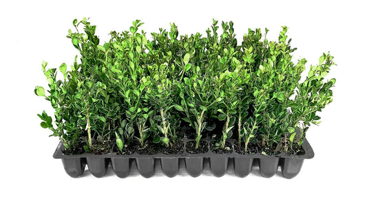 Winter Gem Boxwood