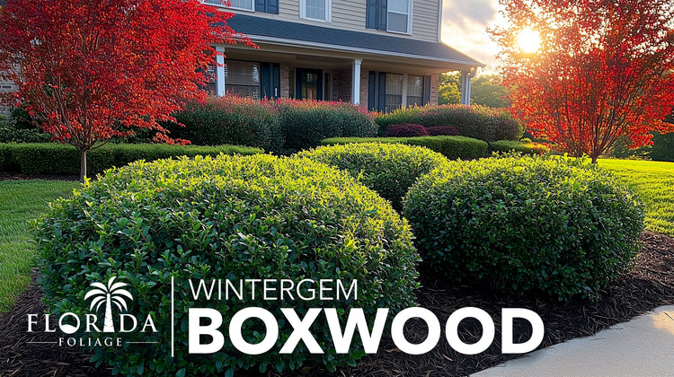 Winter Gem Boxwood