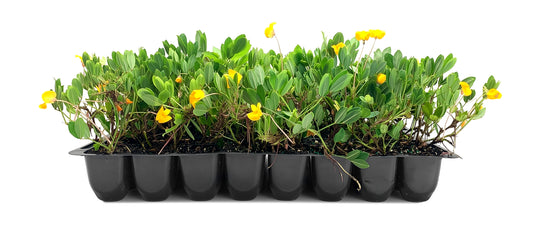 EcoTurf Perennial Peanut Grass | Live Plants | Arachis Glabrata | Live Ground Cover for Sustainable Landscaping, Drought|Tolerant