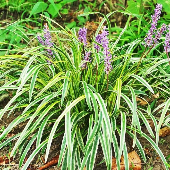 Variegated Liriope | Large Gallon Size Plants I Liriope Muscari Variegata I Live Striking Evergreen Perennial with Colorful Foliage, Ideal for Borders
