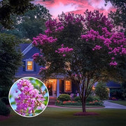Crape Myrtle Twilight | Extra Large 3 Gallon Plant | Lagerstroemia Indica 'Twilight' | Vibrant Blooms | Drought Tolerant