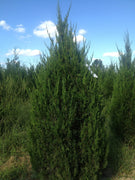 Keteleeri Juniper | Live Trees | Juniperus Chinensis