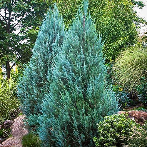 Blue Point Juniper | Live 4 Inch Pots | Juniperus Chinensis | Evergreen Screening Tree