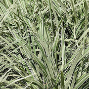 Aztec Grass | Live Quart Size Plants | Variegated Liriope | Ophiopogon Intermedius Argenteomarginatus