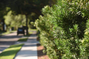 Dwarf Podocarpus Macrophyllus Pringles | Live Plants | Dense Evergreen Low Hedge or Bonsai