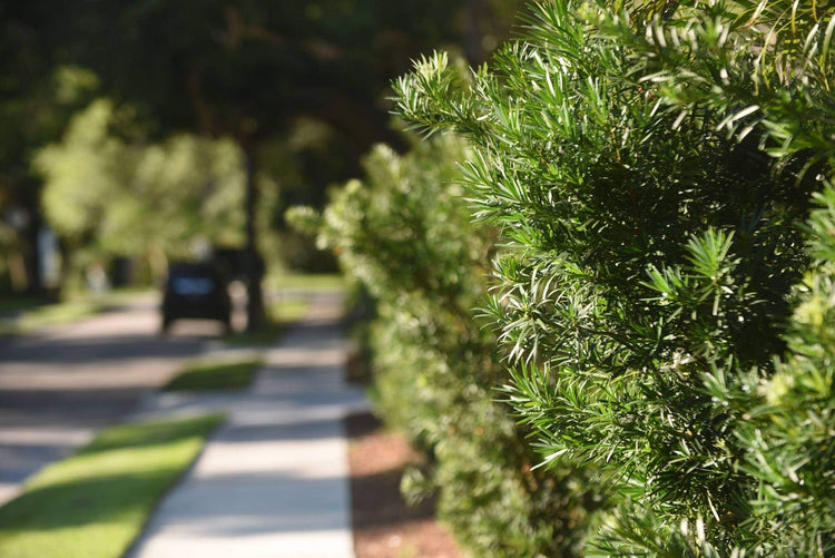 Dwarf Podocarpus Macrophyllus Pringles | Live Plants | Dense Evergreen Low Hedge or Bonsai